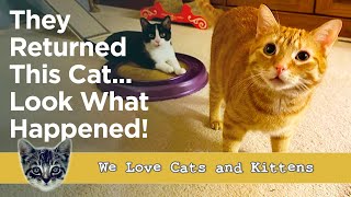 This Cat Was Wild, Now He Has a New Life, New Family And A Best Friend! by Cats and Kittens 1,600 views 3 weeks ago 3 minutes, 32 seconds