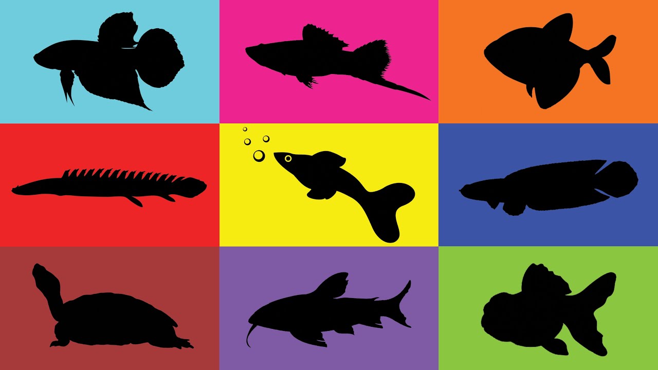 Fish:  Goldfish, Glofish,  Betta Fish, Catfish, Rasbora Fish, Platy Fish, Chana, Bichir, Turtle