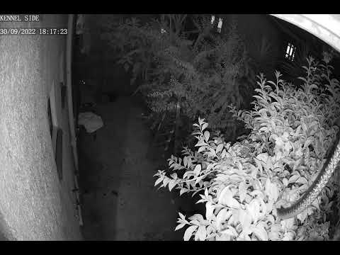 Carpet Python Ipswich, Queensland, Australia IR Night Security cam footage