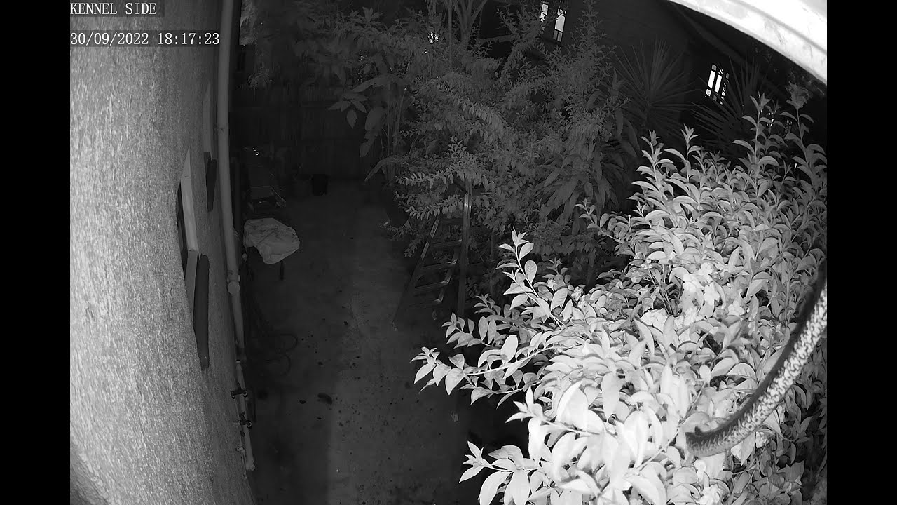 Carpet Python Ipswich, Queensland, Australia IR Night Security cam