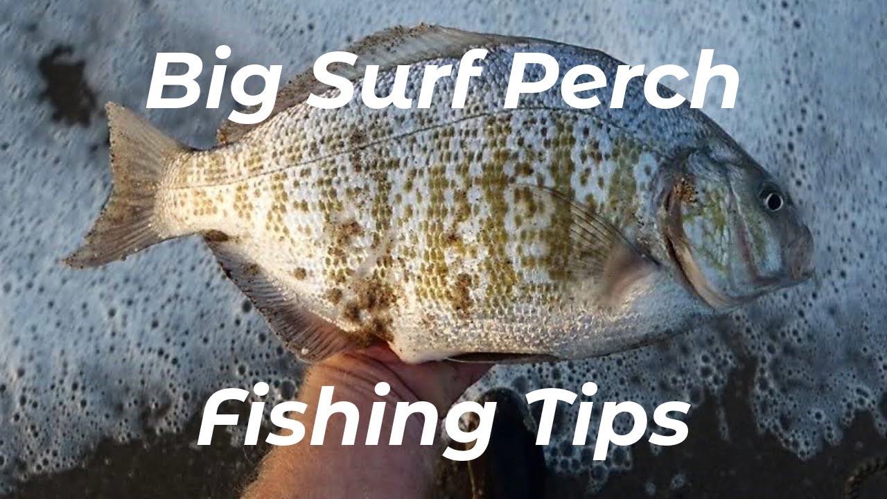 Complete Guide To Barred Surf Perch - Best Success