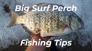 Complete Guide To Barred Surf Perch - Best Success