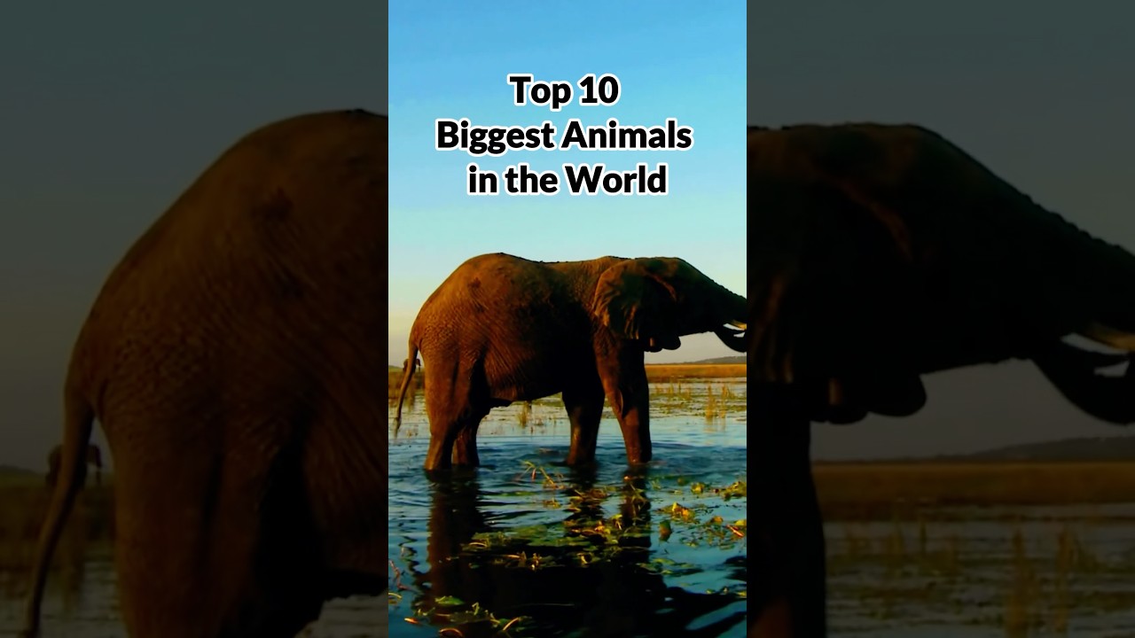 Top 10 Biggest Animals in the World 2025 🐘🌍From giant whales to massive elephants 