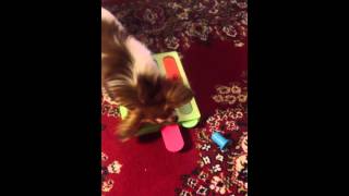 Papillon dominates puzzle screenshot 1