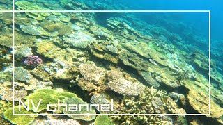 Beautiful coral reef on Kaeromajima[Island in Japan]