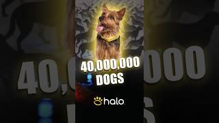 40 Million Dog Owners Want a GPS Collar. 7 Million Need This.