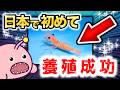 【全国初】茨城が“ボタンエビ養殖”に成功したって知ってた？