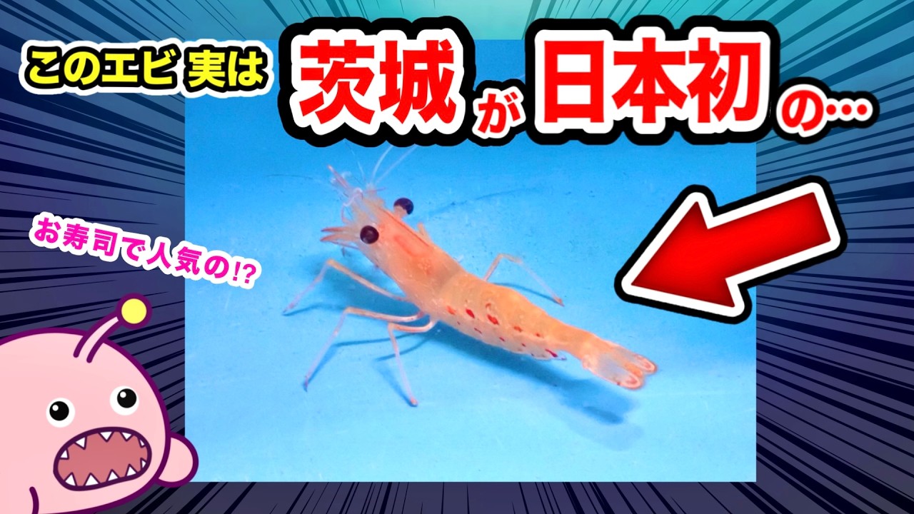 【全国初】茨城が“ボタンエビ養殖”に成功したって知ってた？