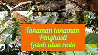 Tanaman penghasil resin/propolis