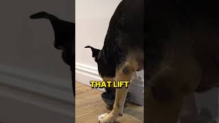 Must See This Dogs Cute Reaction Rottweiler & Pit Mix Gets Much Needed Hip & Shoulder Adjustment