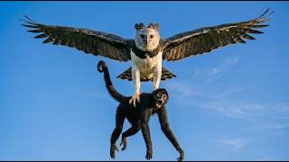 Harpy Eagle vs Monkey – The Invisible Predator of the Jungle