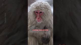 Snow Covered Monkeys Chill Out In Hot Spring 🐒❄️