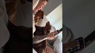 Dog Gets Jealous of Human Dad's Diverted Attention