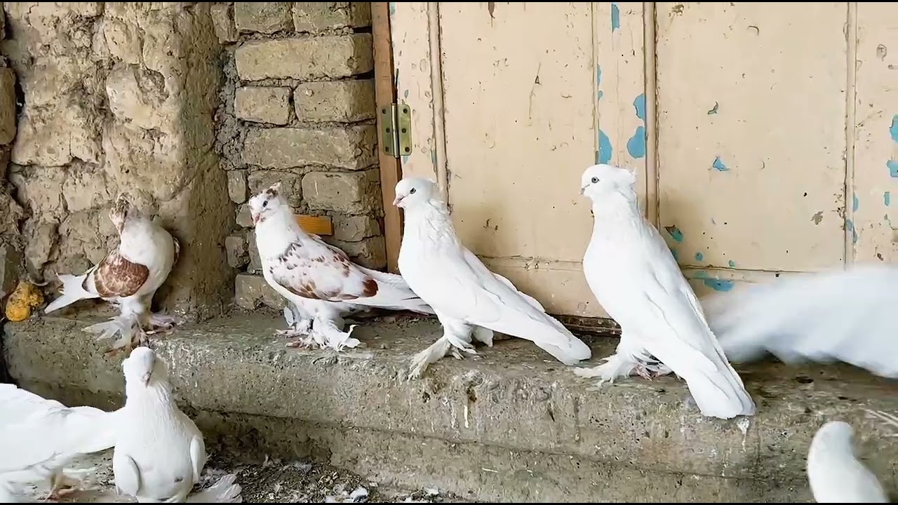 27 декабря 2025 г.