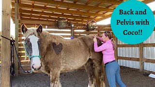 Coco a Gypsy Vanner Baby Horse Massage Part 2 A Focus on her Back and Her Pelvis