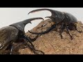 最強カブトムシ決定戦!ネプチューン二番勝負コーカサス＆ヘラクレス