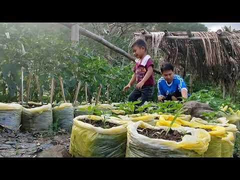 Video: Ano Ang Mulato Pepper - Paano Magtanim ng Mulato Pepper Plants Sa Hardin