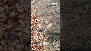 Gümüşhanede Vaşak Görüntülendi