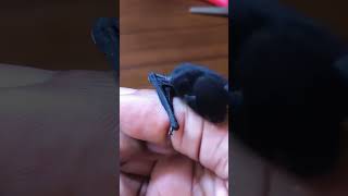 Este morcego bebê fez isso quando cresceu. #animais