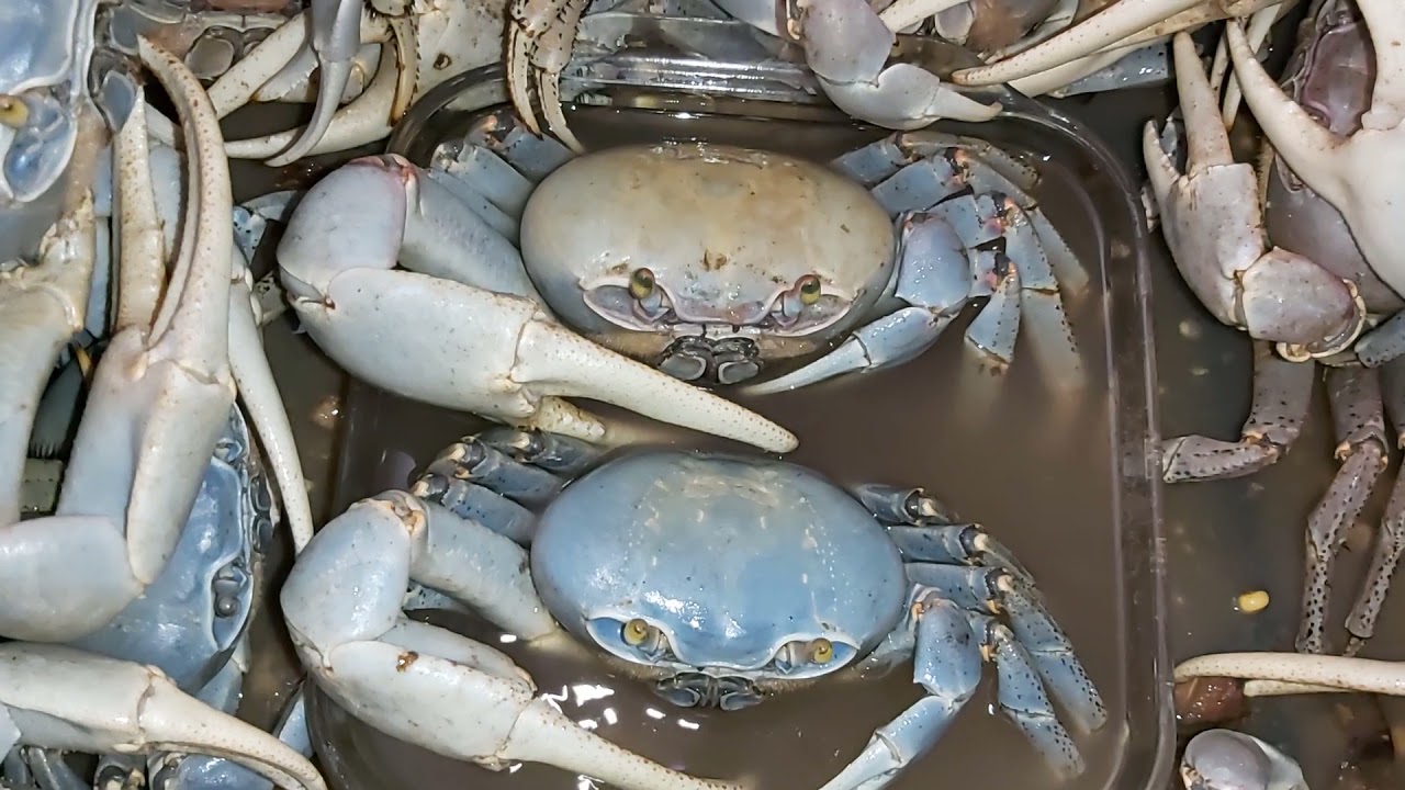 Jueyes Puerto Rico  Limpieza y engorde (Son recién llegados por eso el agua se ve sucia)