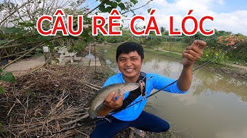 NHÁI SỐNG | MỒI CÂU CÁ LÓC SIÊU NHẠY VÀ CÁCH MÓC NHÁI CÂU CÁ LÓC