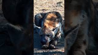Hyena Snoozing After Large Meal  #wildlife #africanwildlife  #animals