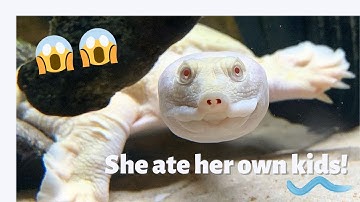 Albino turtle Old Scratch! She ate her kids! OMG 😳 🐢| The Koala