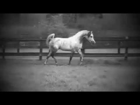 اذا حارت خطاك وتهت يوما جميل جدا