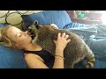 Raccoon loves his morning snuggles