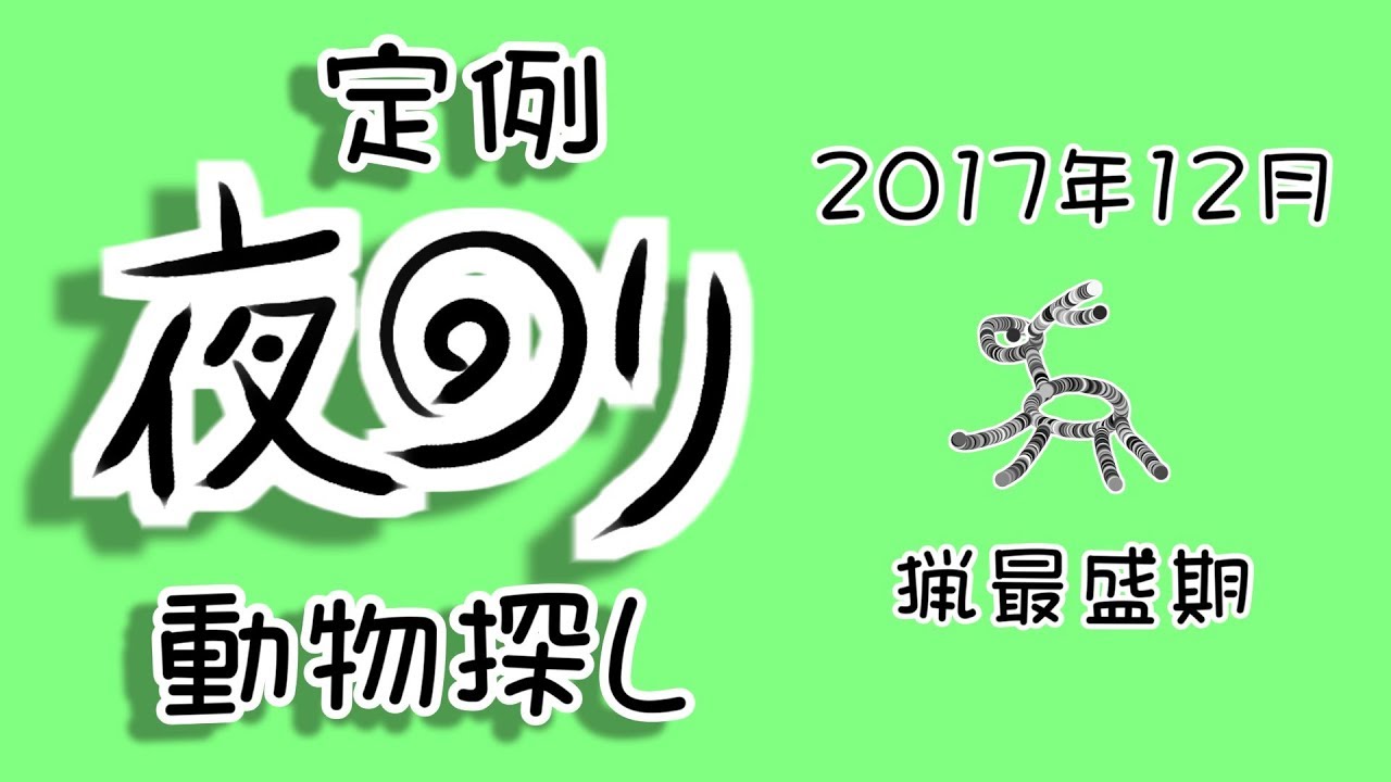 野鳥雨靴 定例夜回り動物探し 2017年12月 減り続けるシカ