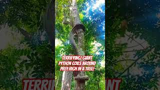 Terrifying! Giant Python Coils Around Prey High in a Tree! #hoanganreaction
