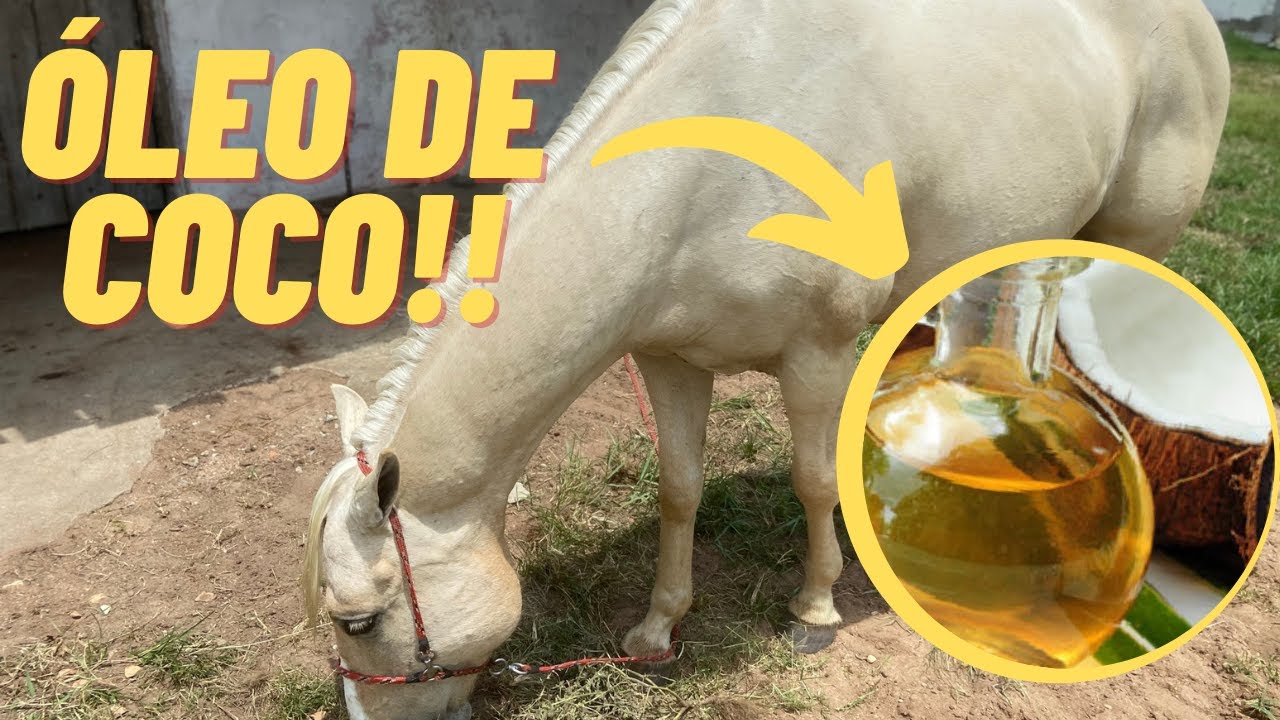APRENDA COMO DEIXAR A CRINA DO SEU CAVALO BRILHANDO!