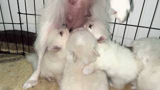 29 günlük Pomeranian yavruları anne sütü içiyor kavga ediyorlar