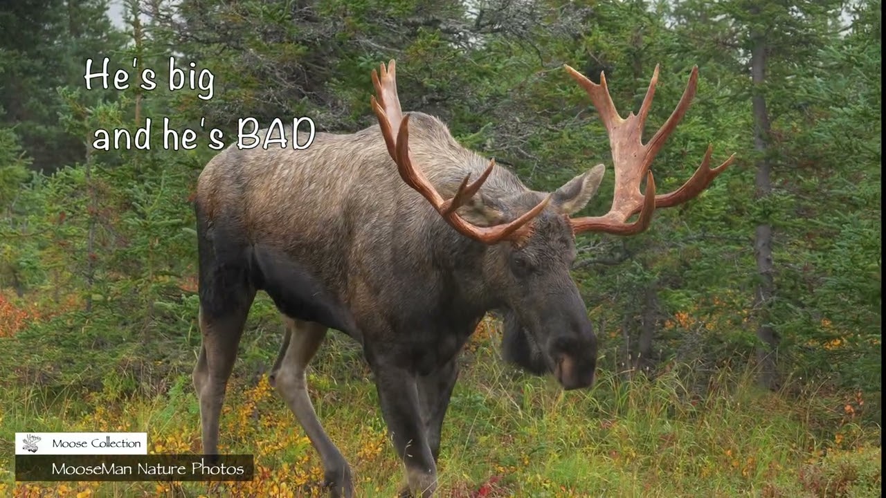 Самый сильный лось-самец, которого мы когда-либо снимали #дикаяприрода #лось #аляска
