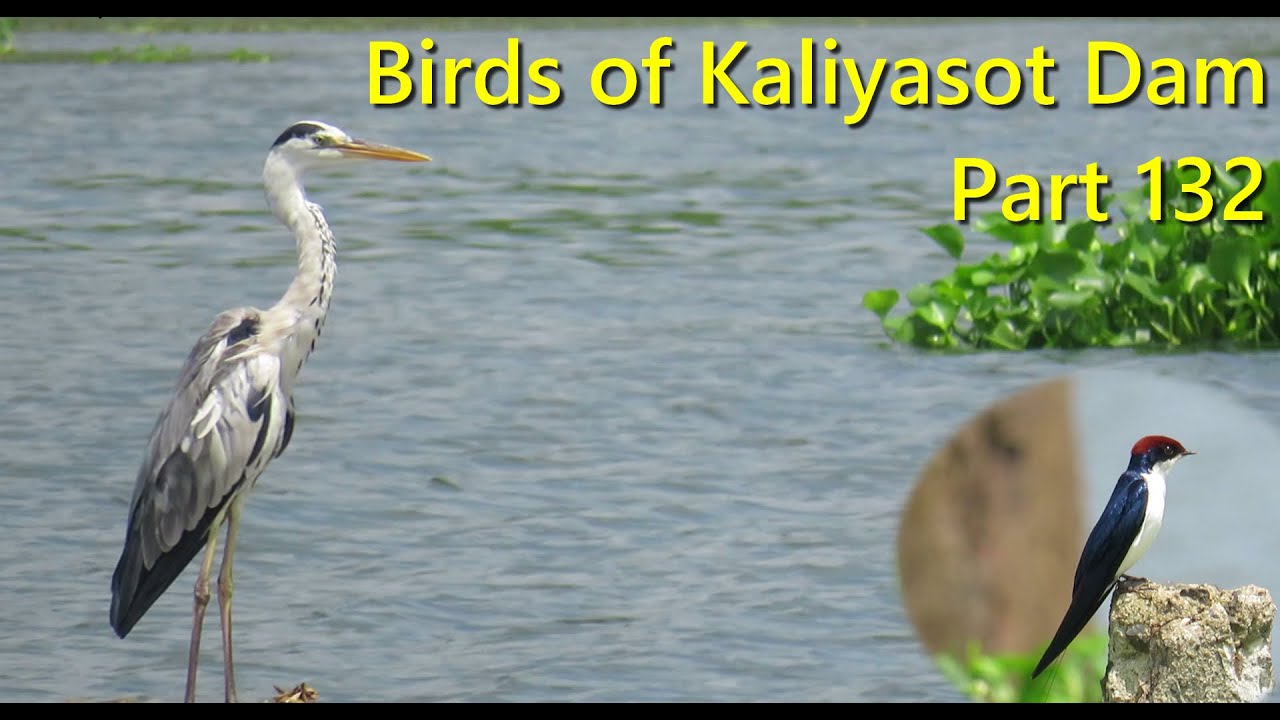 Birds of Kaliyasot Dam - Part 132