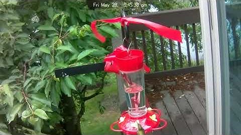 1st 2021 Hummingbird Video Capture
