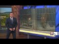 Athens Veterinary Clinic Moves Forward | Aug. 10, 2026 | News 19 at 6 p.m.