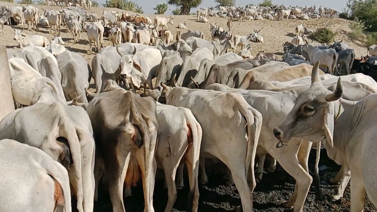 The cows of thar desert very beautiful cows scene | cows drinking fresh water | thar thak 