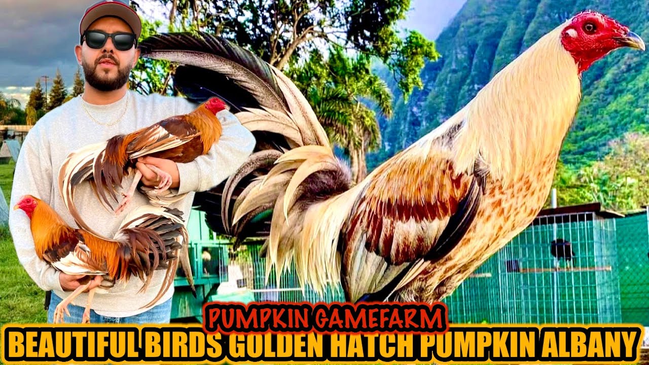 Beautiful Birds Golden Hatch Pumpkin Albany ~ PUMPKIN GAMEFARM