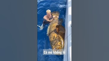 Cá mú khổng lồ, con này ăn bao nhiêu người?