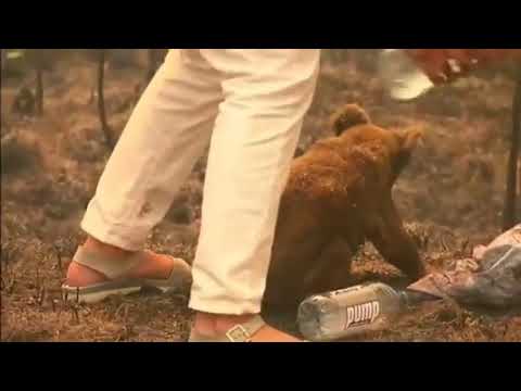 Mujer arriesga su vida para salvar a un koala en incendio forestal