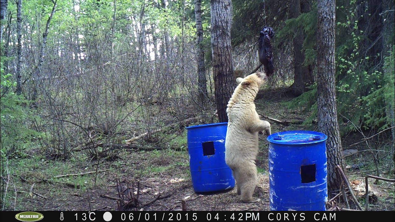 Spring bear trail cam pics 2015
