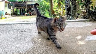 ナデナデするとその場で足踏みするキジトラ猫が可愛過ぎる