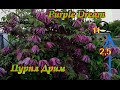 Самые красивые МОРОЗОСТОЙКИЕ клематисы 1 гуппы -БЕЗ ОБРЕЗКИ.FROST RESISTANT Clematis