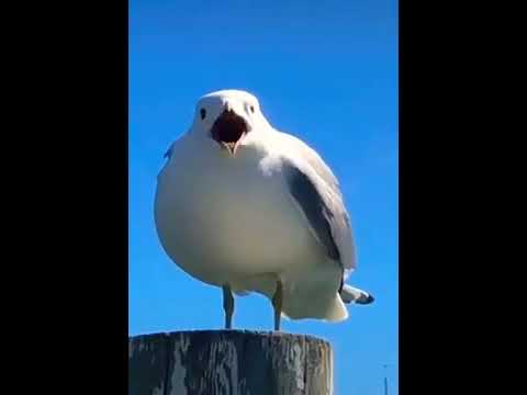 Чайка кричит МЕМ - YouTube