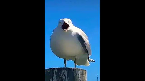 Чайка кричит МЕМ