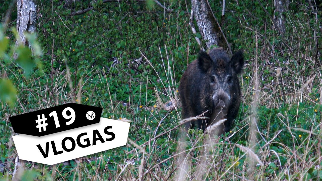 Medžiotojo Vlogas #19 - Elektroninis medžioklės lapas, šernai kirtime