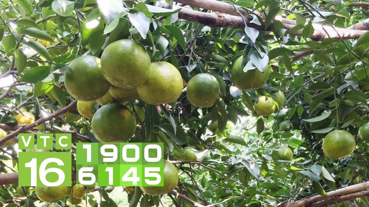 Phương pháp khắc phục cho cây táo bị bệnh thối rễ và thán thư | VTC16