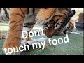 Tigers showing what kind of snacks they like most.