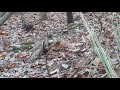 Amazing! Hawk attacks squirrel!! Squirrel fights back!!! shocking ending!!! don't look away